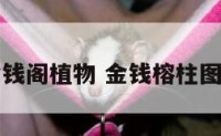 金钱阁植物 金钱榕柱图片