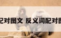 反义词配对图文 反义词配对图文并茂