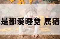 属猪人是不是都爱睡觉 属猪的人老实吗
