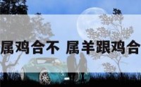 属羊属鸡合不 属羊跟鸡合不合