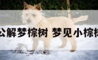周公解梦棕树 梦见小棕树苗