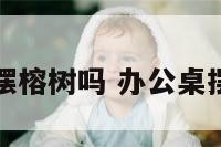 办公室能摆榕树吗 办公桌摆榕树好吗