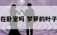 梦萝适合放在卧室吗 梦萝的叶子为什么发黄