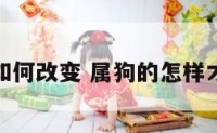 属狗的如何改变 属狗的怎样才能转运
