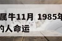 1985年属牛11月 1985年属牛11月出生的人命运