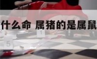 属猪属鼠是什么命 属猪的是属鼠的贵人还是克星