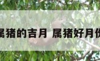 属猪的吉月 属猪好月份