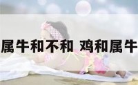 鸡属牛和不和 鸡和属牛的