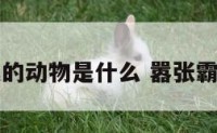嚣张霸气的动物是什么 嚣张霸气的名字