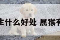 属猴的人生什么好处 属猴有什么好处