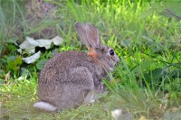 生肖属兔的人出生于哪一年