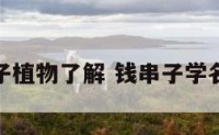 钱串子植物了解 钱串子学名叫啥