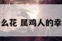属鸡的人什么花 属鸡人的幸运植物花卉