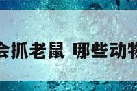 什么动物会抓老鼠 哪些动物会抓老鼠