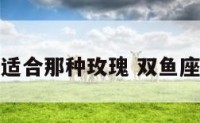 双鱼座最适合那种玫瑰 双鱼座玫瑰花束