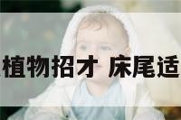 床尾放什么植物招才 床尾适合放什么花