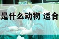 适合金牛动物是什么动物 适合金牛动物是什么动物呢
