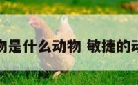 敏捷的动物是什么动物 敏捷的动物有什么