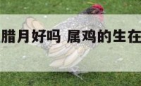 属鸡的生在腊月好吗 属鸡的生在腊月好吗男孩