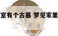 梦见我的卧室有个古墓 梦见家里有古墓里的东西