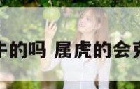 属虎克属牛的吗 属虎的会克属牛的嘛