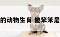 笨笨傻傻的动物生肖 傻笨笨是什么意思