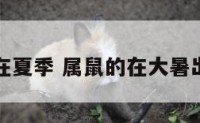 属鼠出生在夏季 属鼠的在大暑出生的孩子