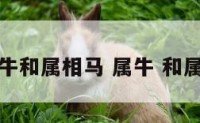 属牛和属相马 属牛 和属马