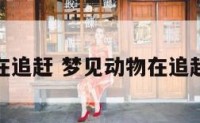 梦见动物在追赶 梦见动物在追赶什么意思