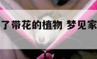 做梦家里买了带花的植物 梦见家里买了几盆花
