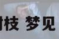 解梦树枝 梦见茘枝树