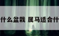 属马卖什么盆栽 属马适合什么盆栽