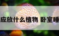 卧室地上应放什么植物 卧室睡地上设计