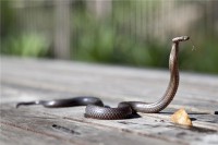 怀孕梦见蛇有什么含义？