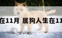 属狗人生在11月 属狗人生在11月的命运