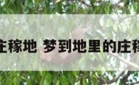 解梦庄稼地 梦到地里的庄稼旺盛