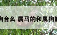 属马属狗合么 属马的和属狗的合婚吗