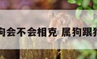 属狗跟属狗会不会相克 属狗跟狗合得来吗