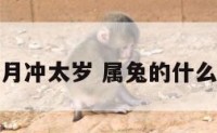 属兔今年几月冲太岁 属兔的什么时候冲太岁