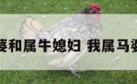 属马婆婆和属牛媳妇 我属马婆婆属牛