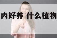 什么植物在室内好养 什么植物室内好养活风水最好