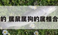 属鼠属狗的 属鼠属狗的属相合不合婚姻