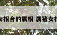 属猪女相合的属相 属猪女相婚配