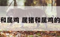 属相猪和属鸡 属猪和属鸡的怎么样