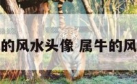 属牛的风水头像 属牛的风水画