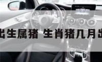 几月份出生属猪 生肖猪几月出生的好