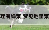 梦见地理有绿菜 梦见地里菜绿绿的