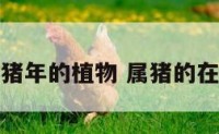 蛇在猪年的植物 属猪的在蛇年