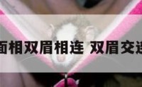 面相双眉相连 双眉交连