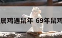69年属鸡遇鼠年 69年鼠鸡啥命